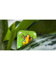 Flip Over Frog